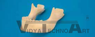 Mandible with teeth, Clip